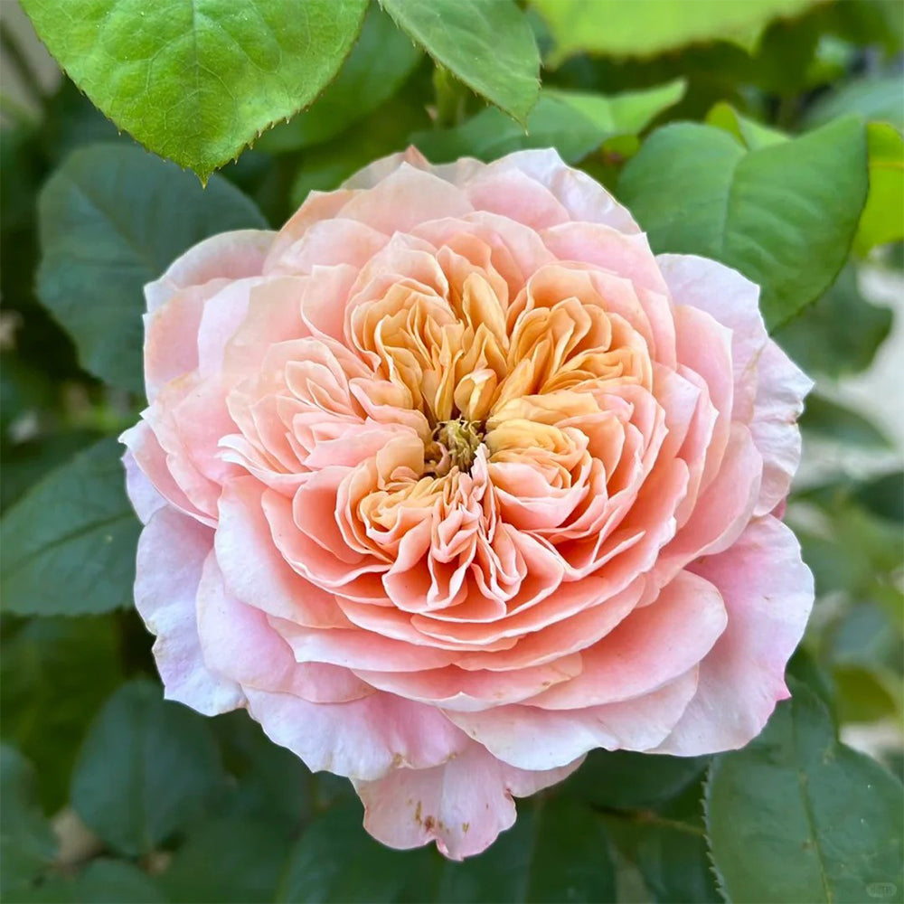 Mikoto Japanese Florist Shrub Rose