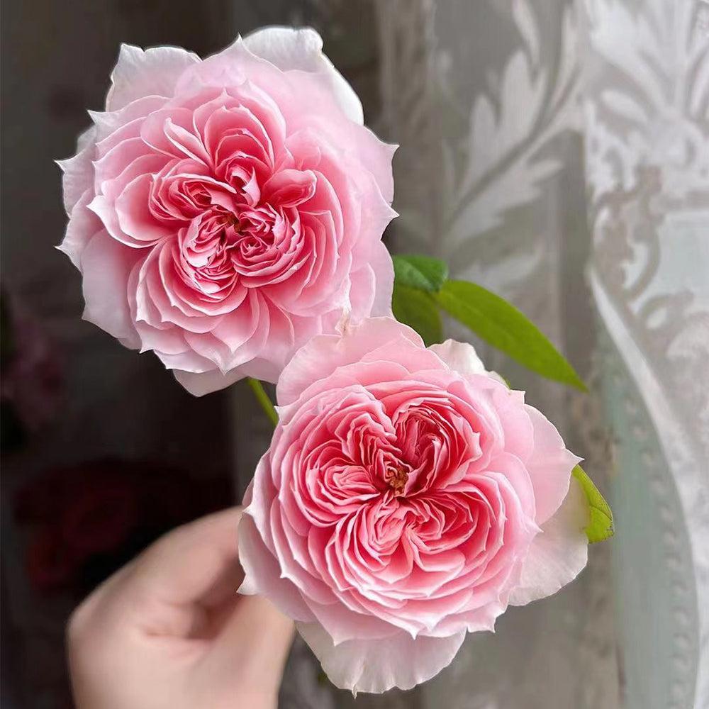 Mikoto Japanese Florist Shrub Rose