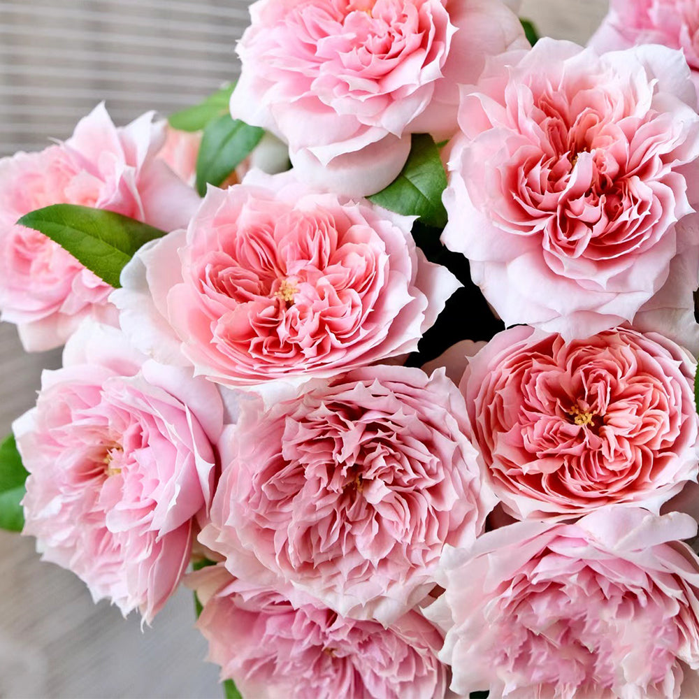 Mikoto Japanese Florist Shrub Rose