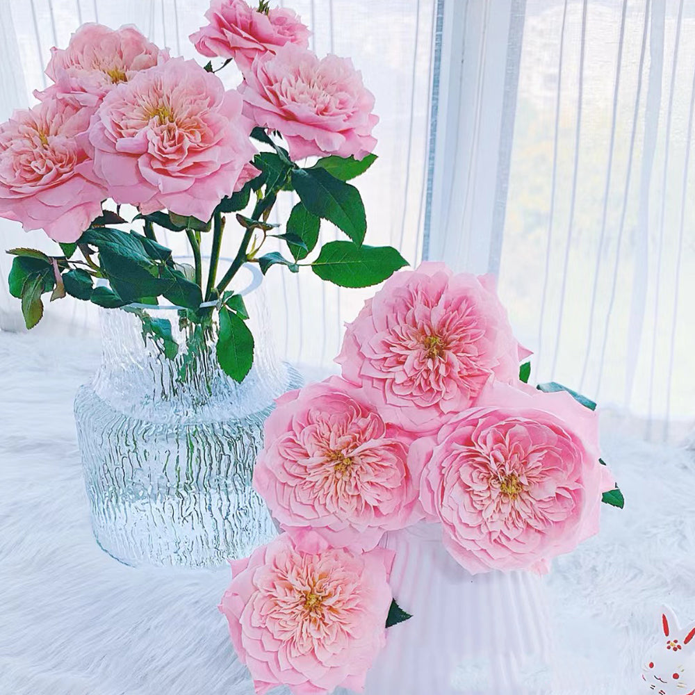 Mikoto Japanese Florist Shrub Rose