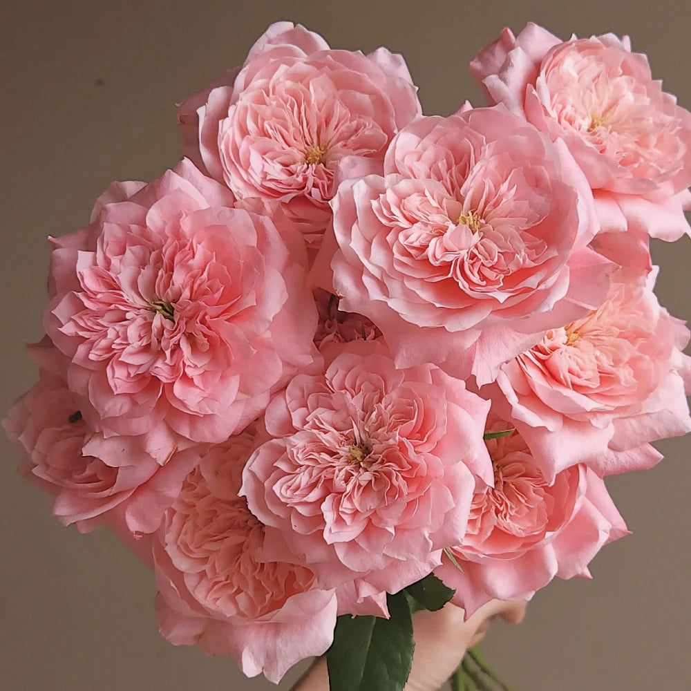 Mikoto Japanese Florist Shrub Rose