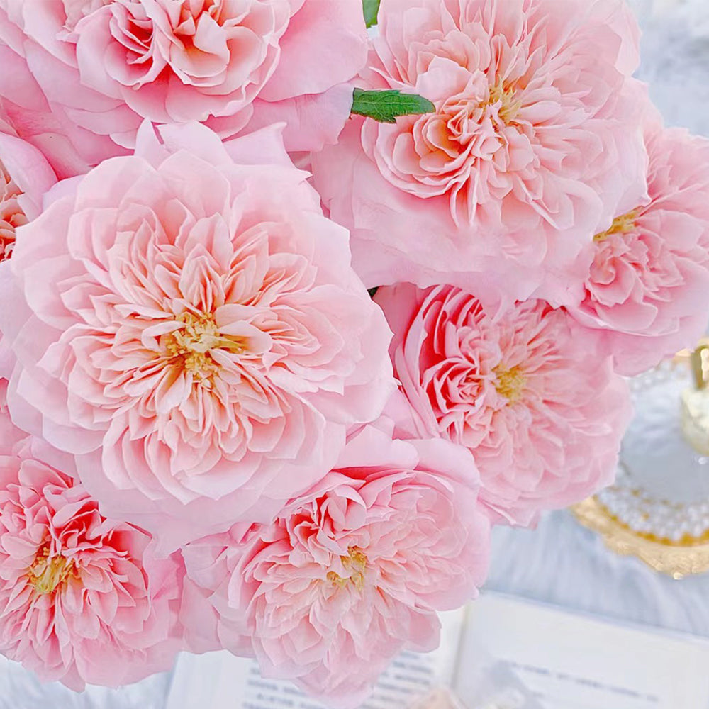 Mikoto Japanese Florist Shrub Rose