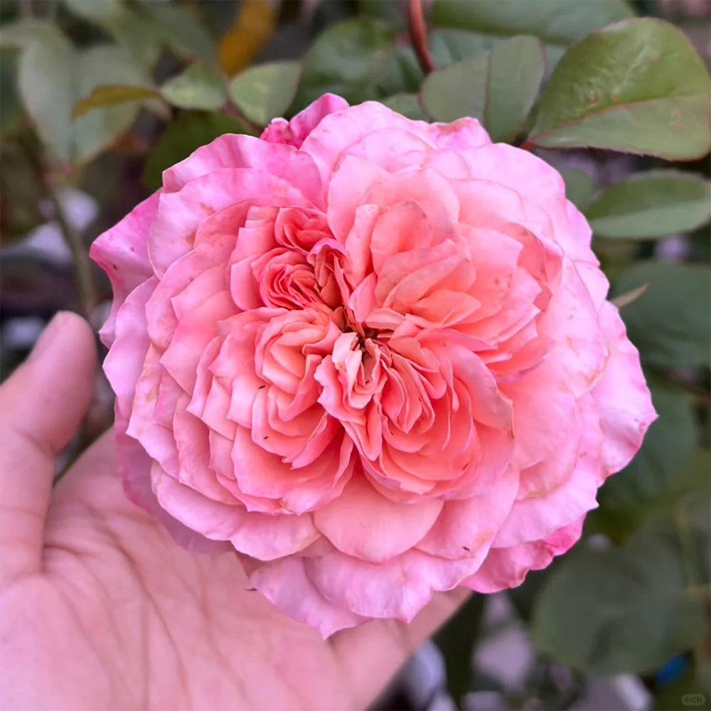 Mikoto Japanese Florist Shrub Rose