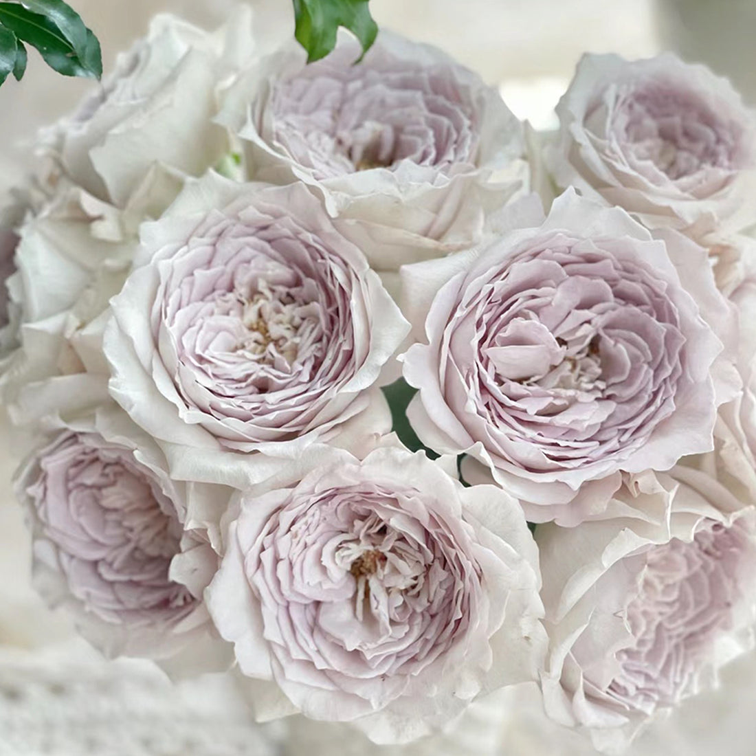 Milky Pearl Japanese Florist Shrub Rose