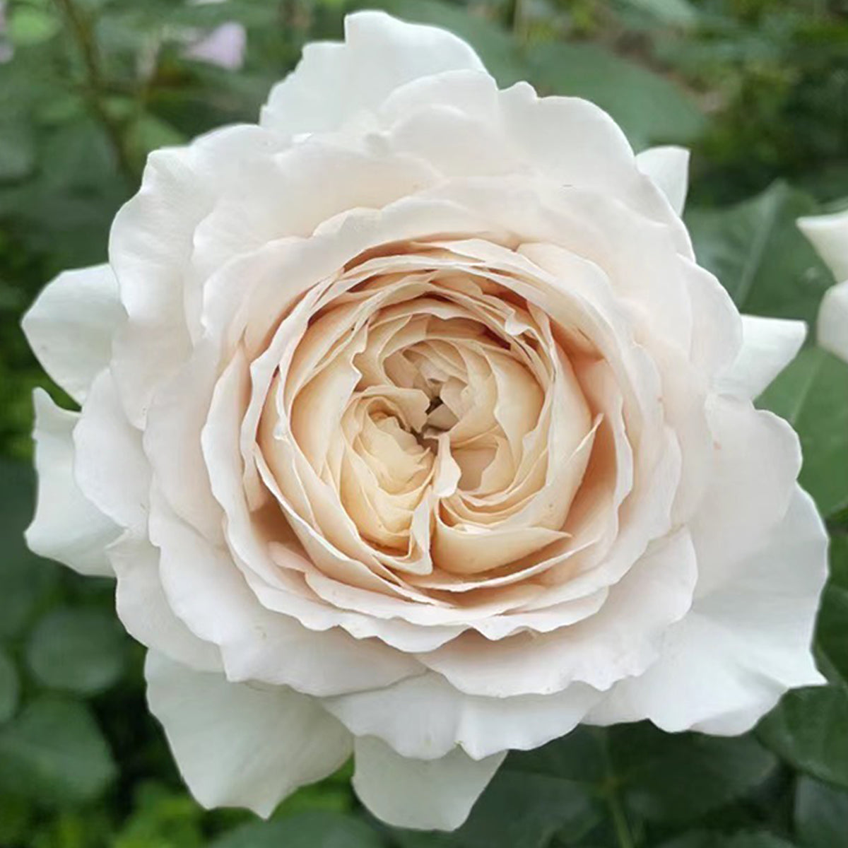 Milky Pearl Japanese Florist Shrub Rose