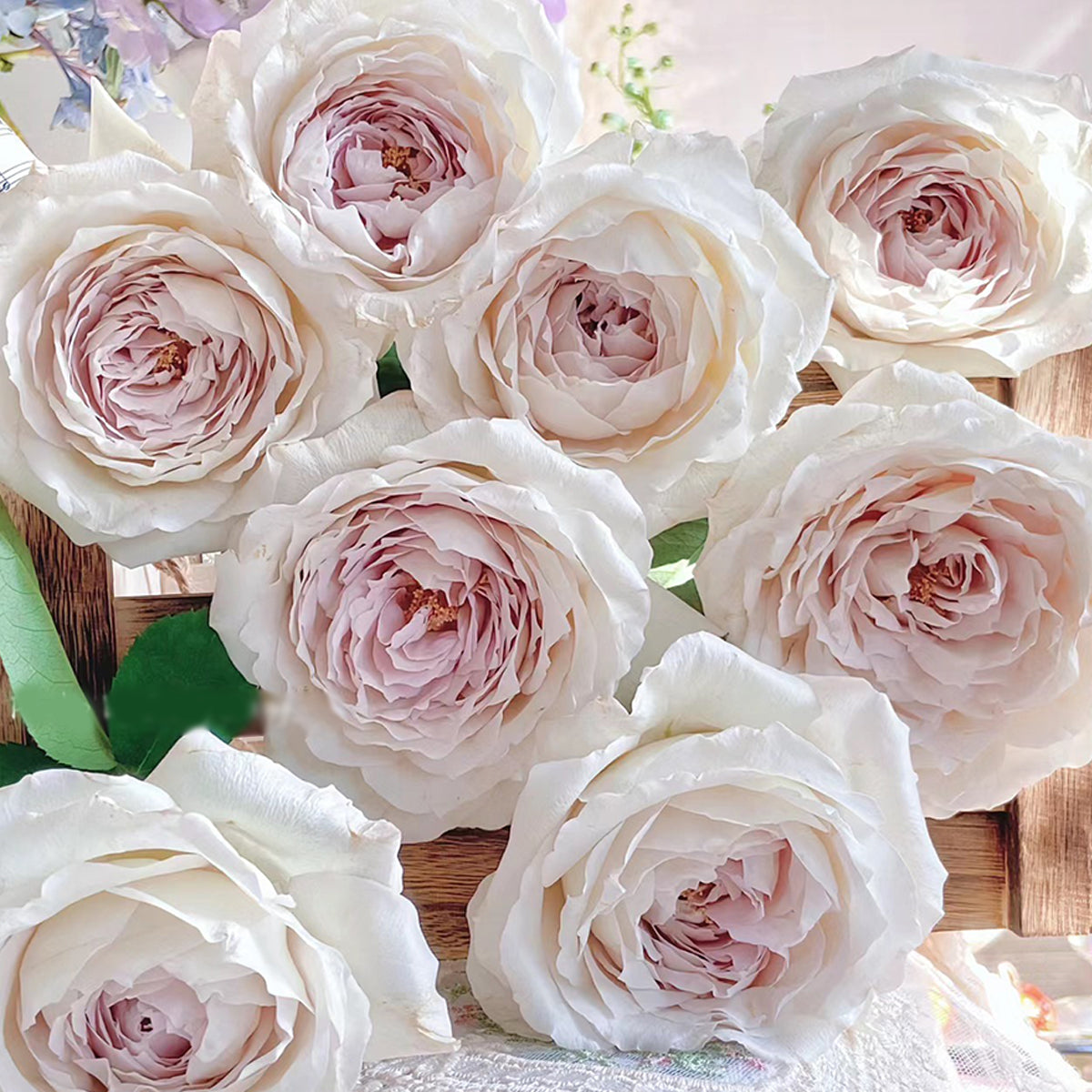 Milky Pearl Japanese Florist Shrub Rose