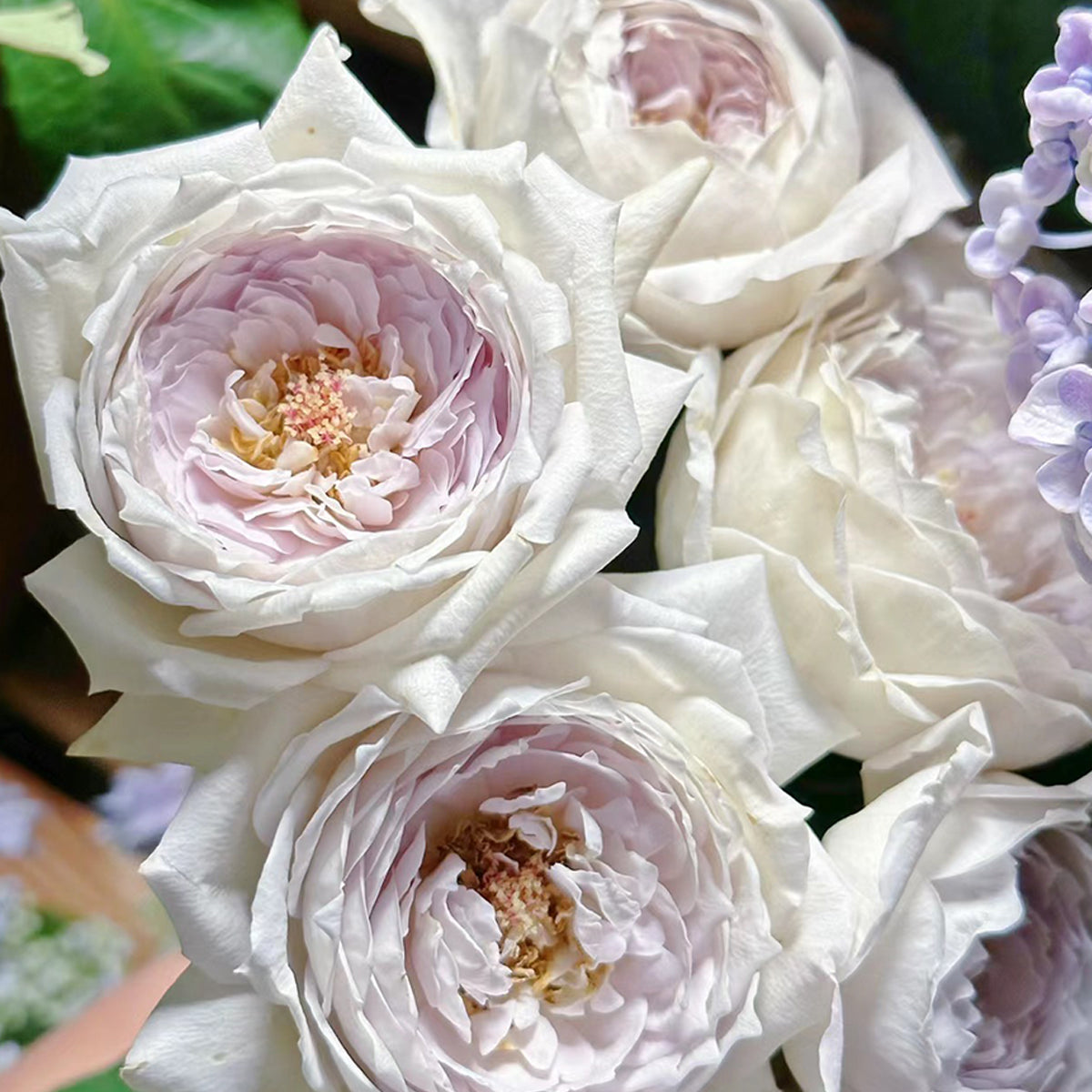 Milky Pearl Japanese Florist Shrub Rose