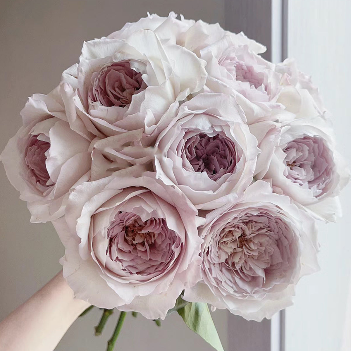 Milky Pearl Japanese Florist Shrub Rose