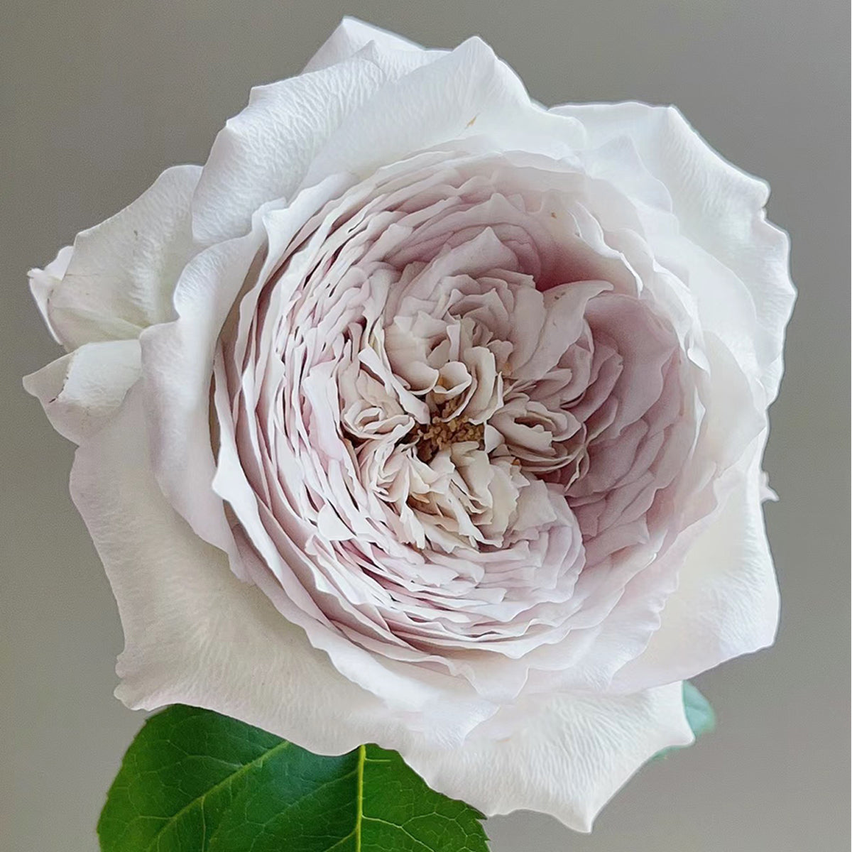 Milky Pearl Japanese Florist Shrub Rose