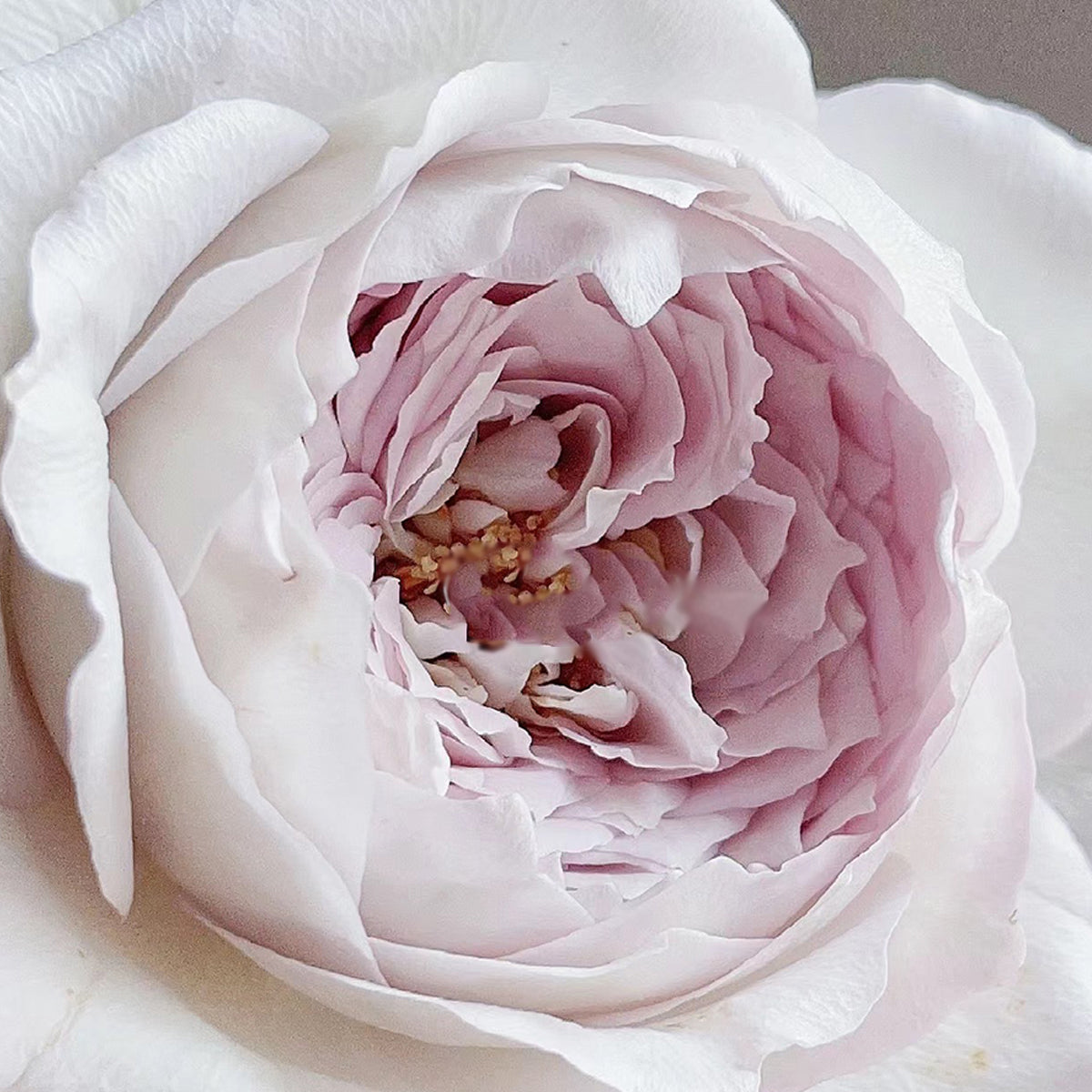 Milky Pearl Japanese Florist Shrub Rose