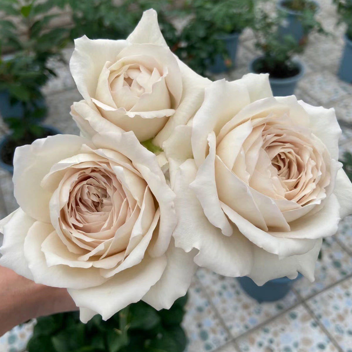 Milky Pearl Japanese Florist Shrub Rose