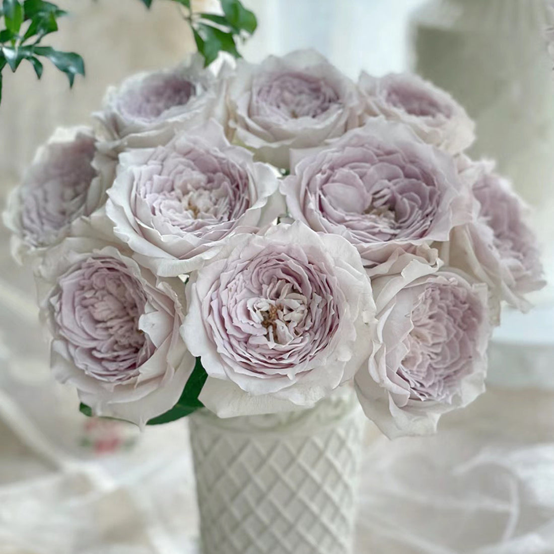 Milky Pearl Japanese Florist Shrub Rose