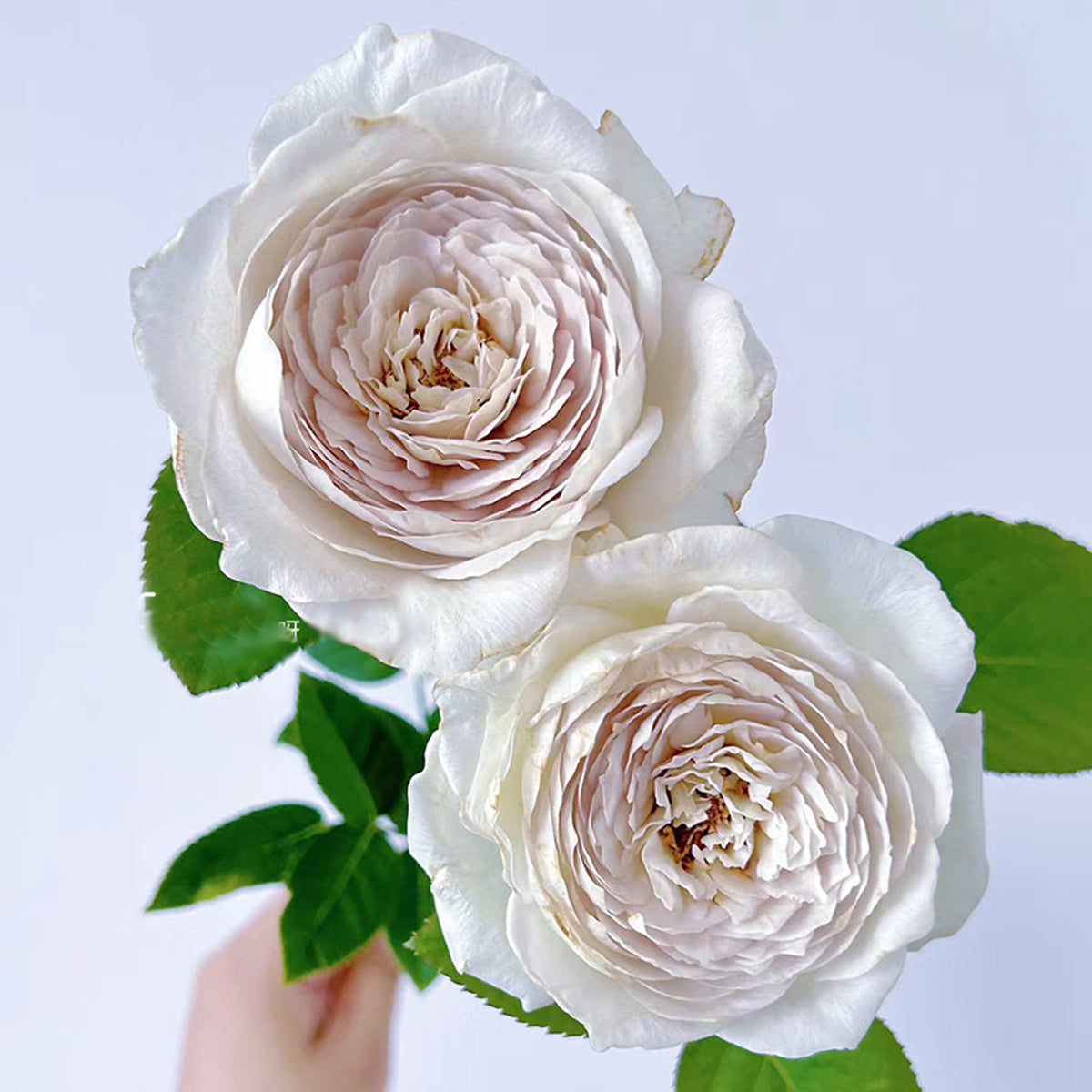 Milky Pearl Japanese Florist Shrub Rose