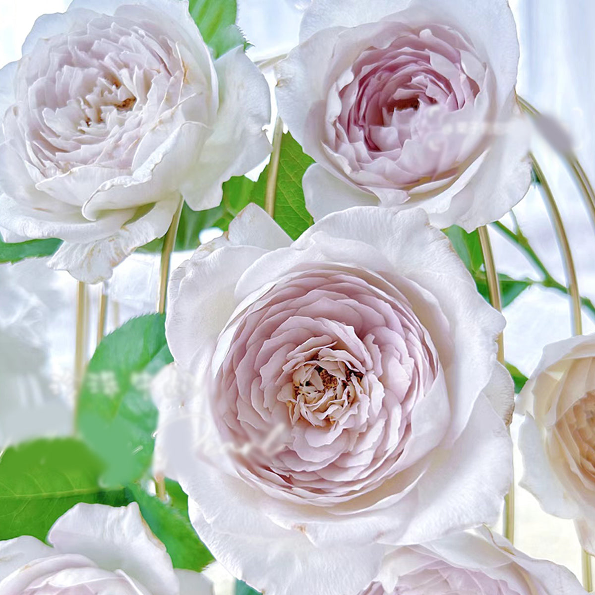 Milky Pearl Japanese Florist Shrub Rose