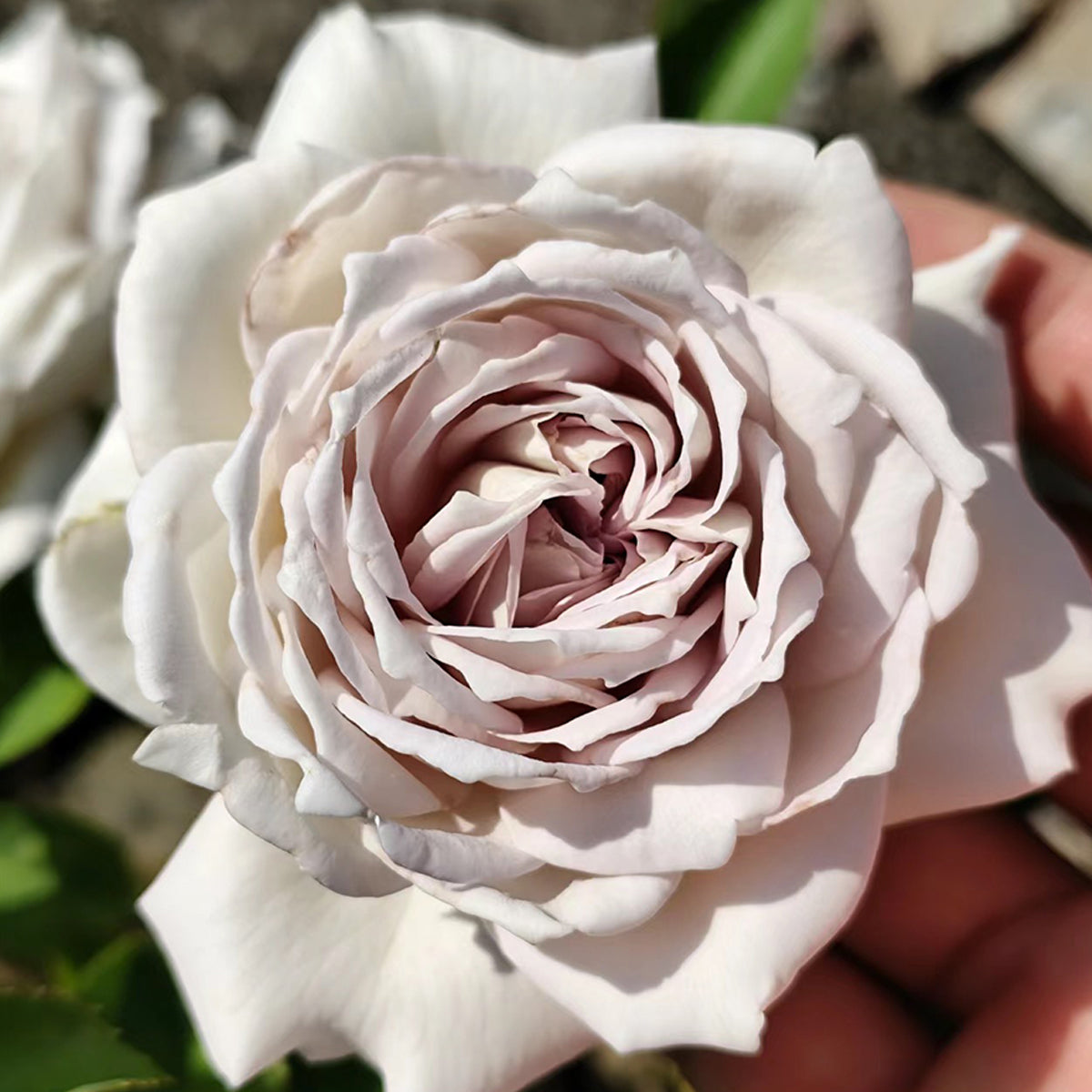 Milky Pearl Japanese Florist Shrub Rose