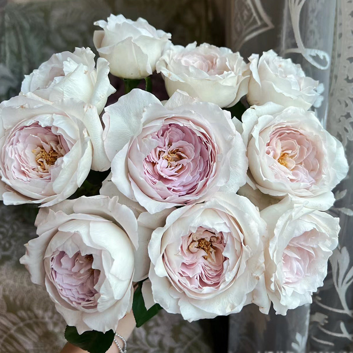 Milky Pearl Japanese Florist Shrub Rose
