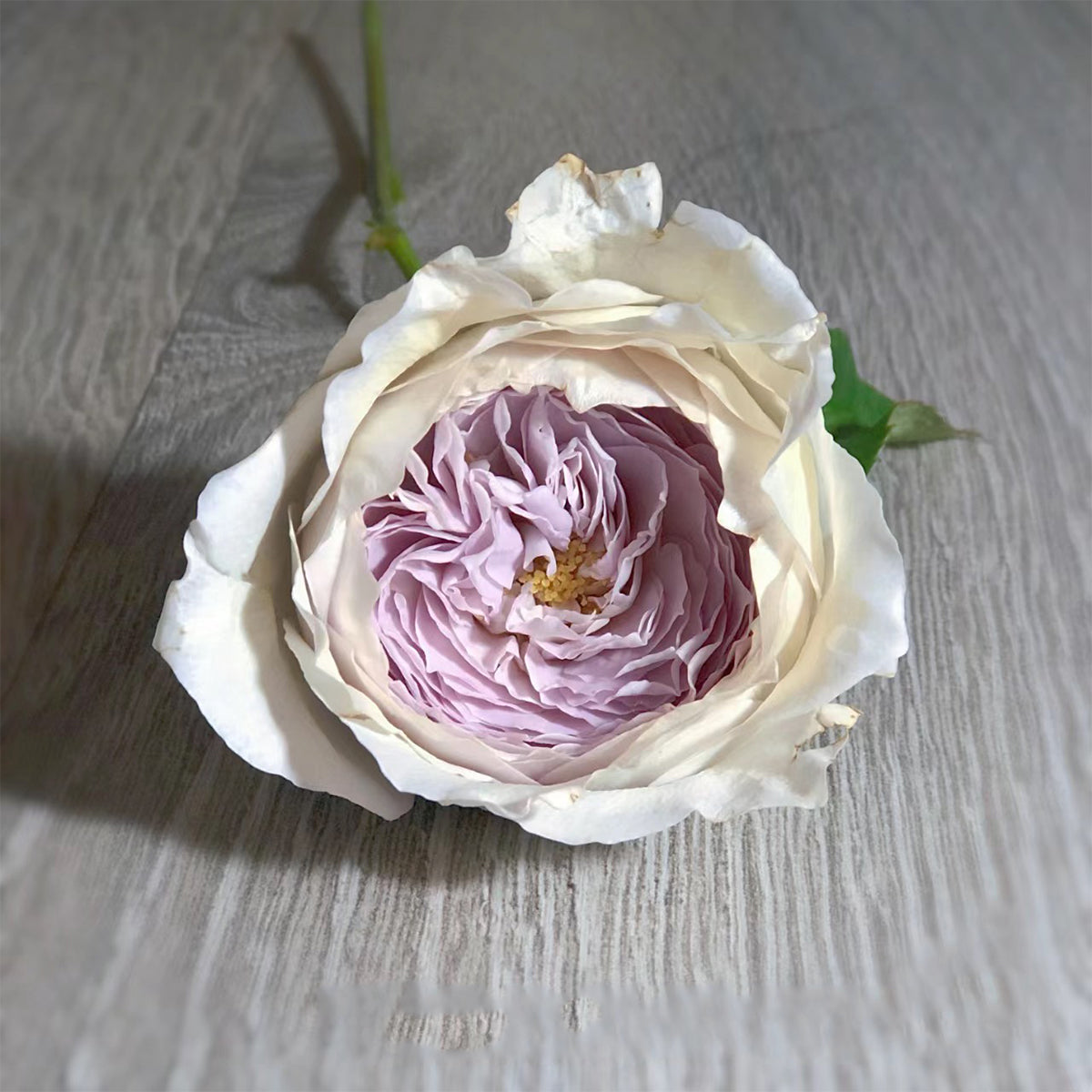 Milky Pearl Japanese Florist Shrub Rose