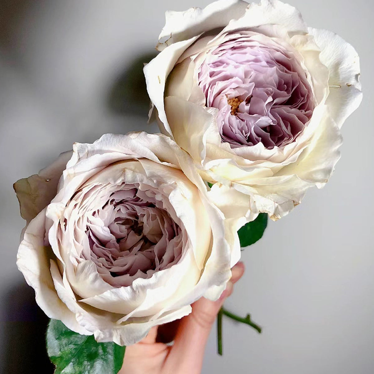 Milky Pearl Japanese Florist Shrub Rose