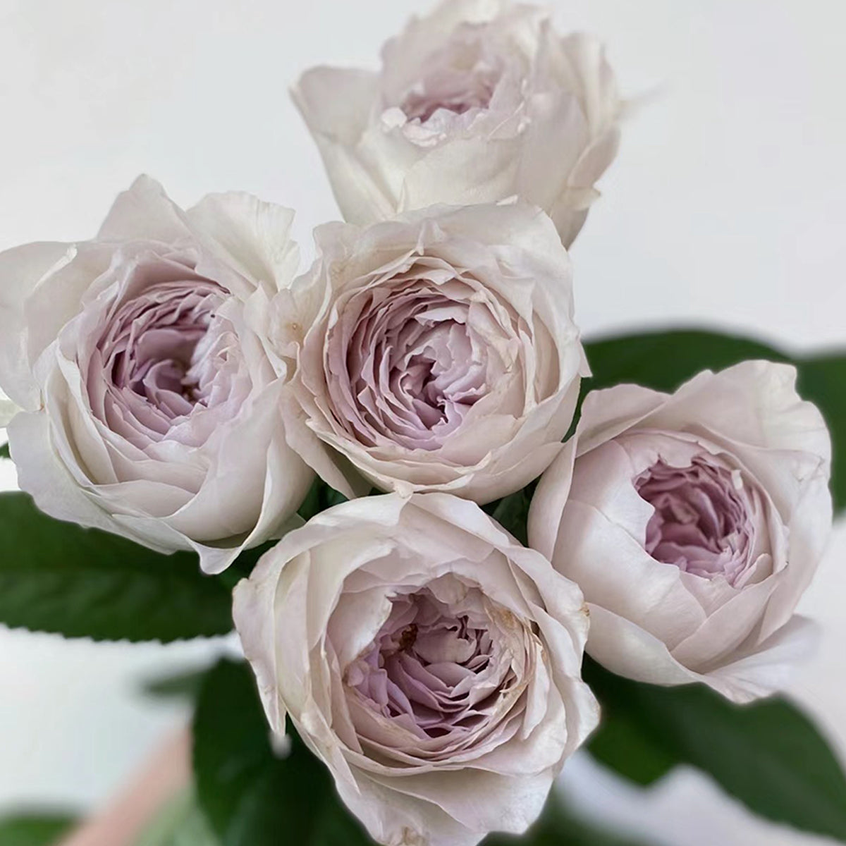 Milky Pearl Japanese Florist Shrub Rose