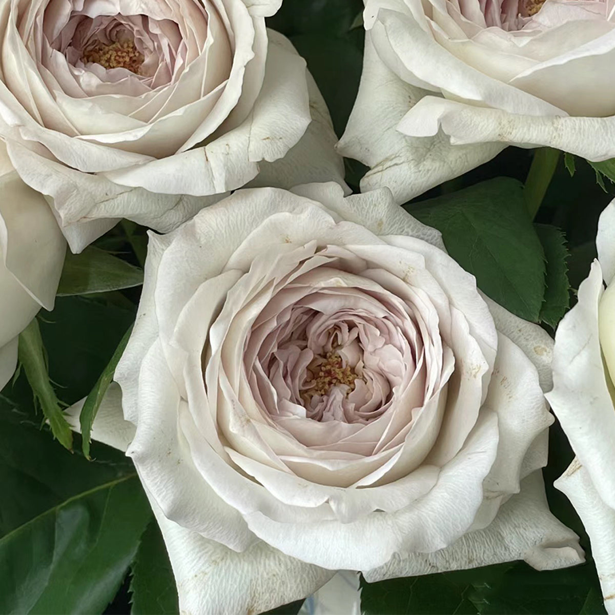 Milky Pearl Japanese Florist Shrub Rose