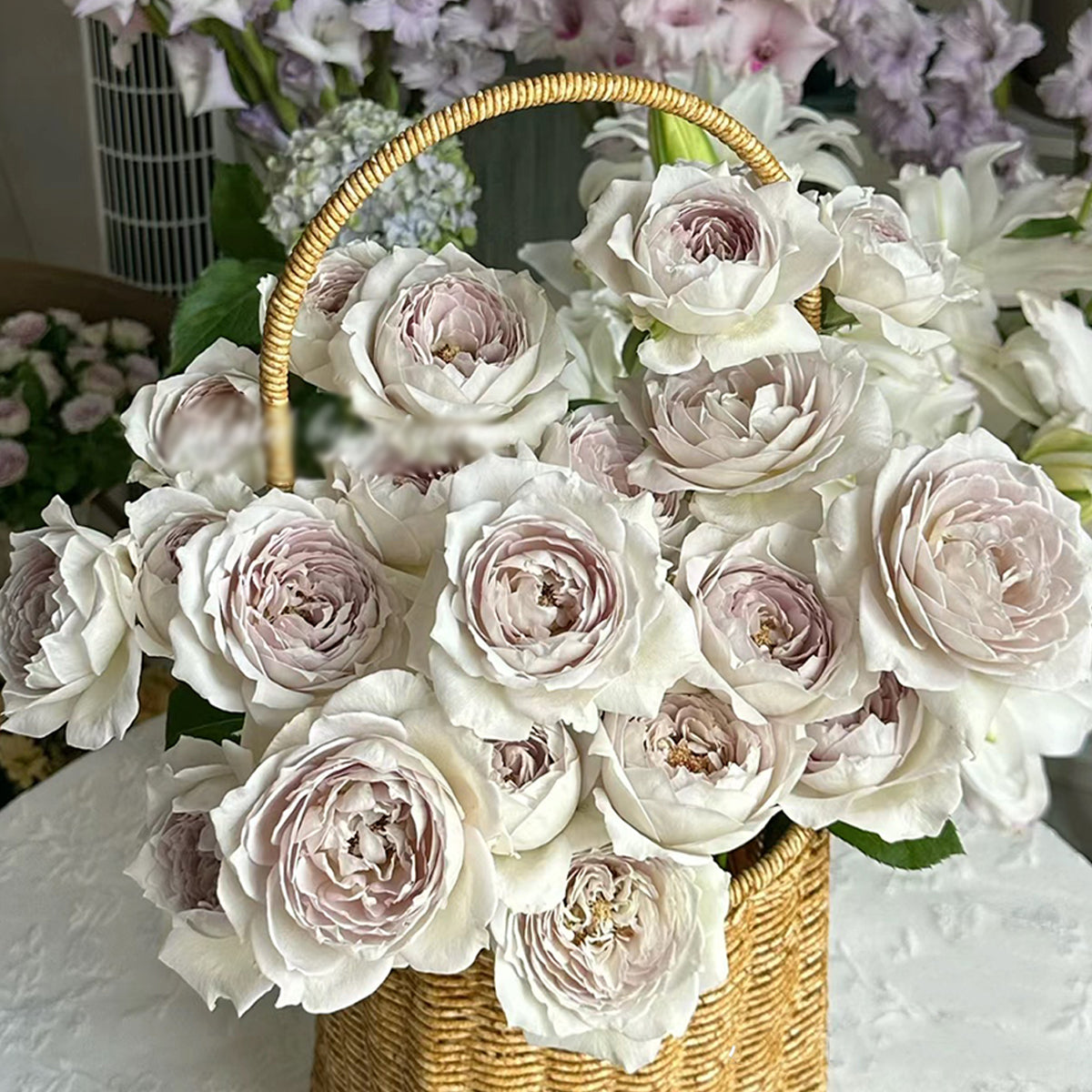 Milky Pearl Japanese Florist Shrub Rose