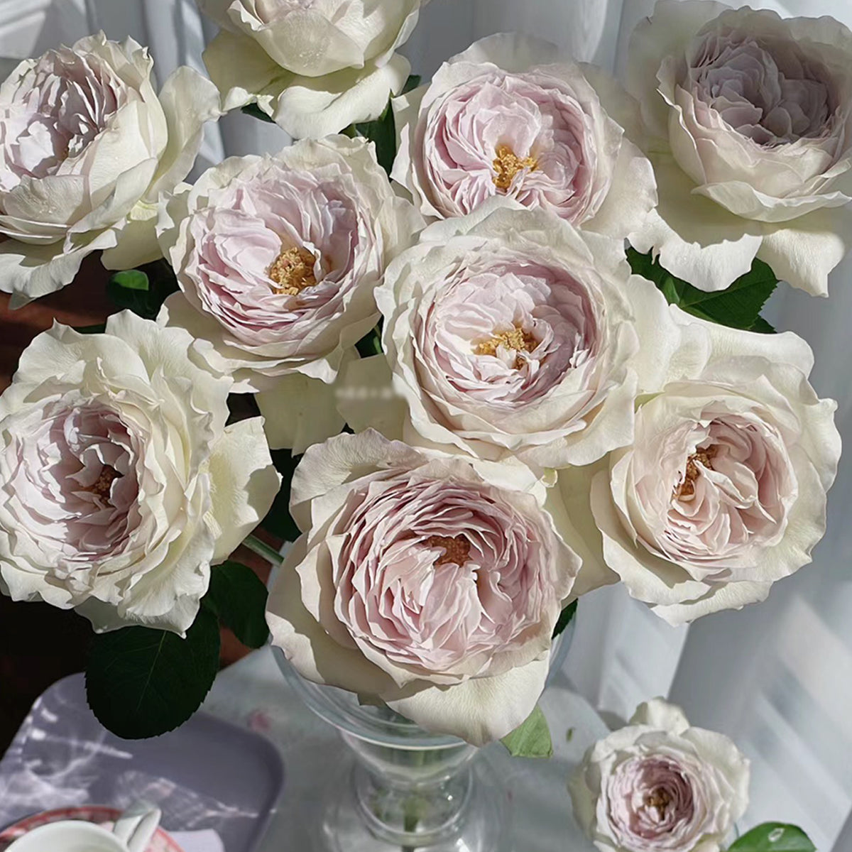 Milky Pearl Japanese Florist Shrub Rose