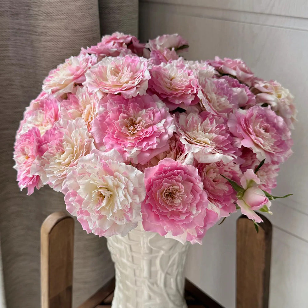 Mille-Feuille Japanese Florist Shrub Rose – Highgarden Roses