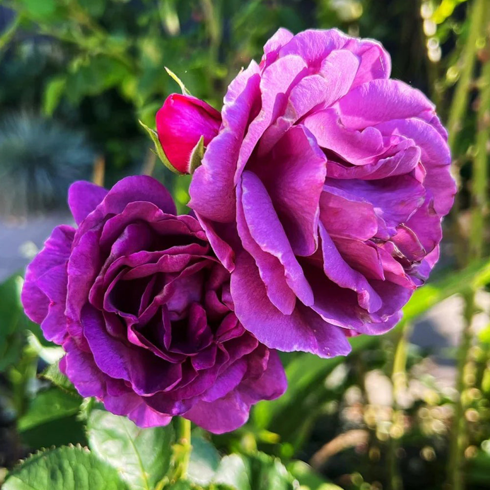 Minerva Belgian Garden Shrub Rose