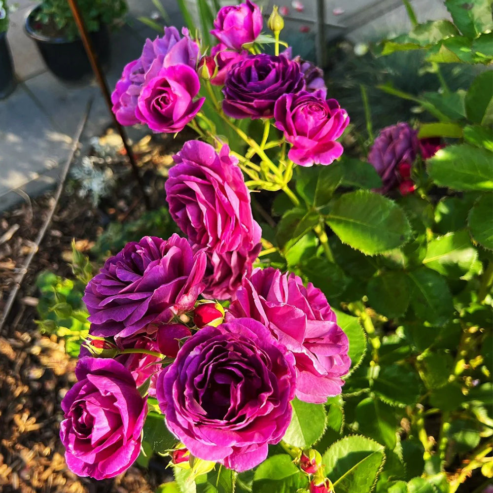 Minerva Belgian Garden Shrub Rose