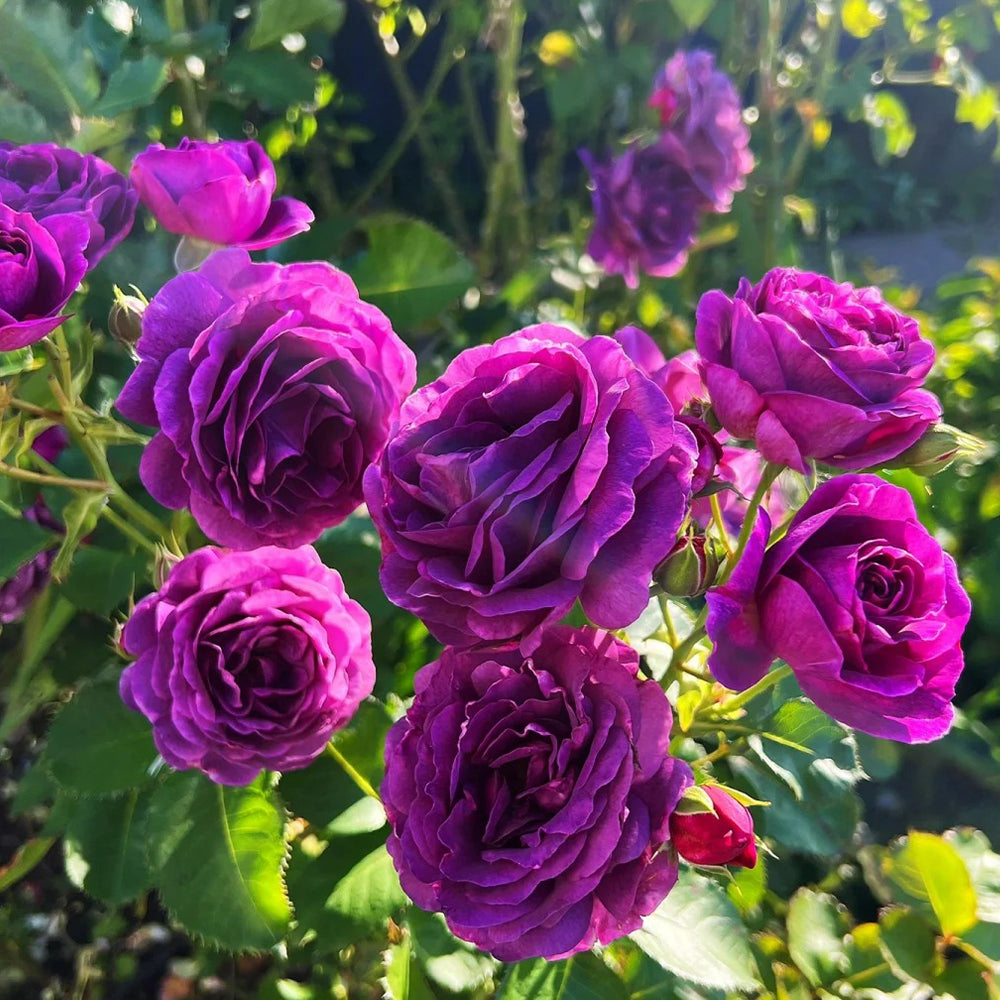 Minerva Belgian Garden Shrub Rose