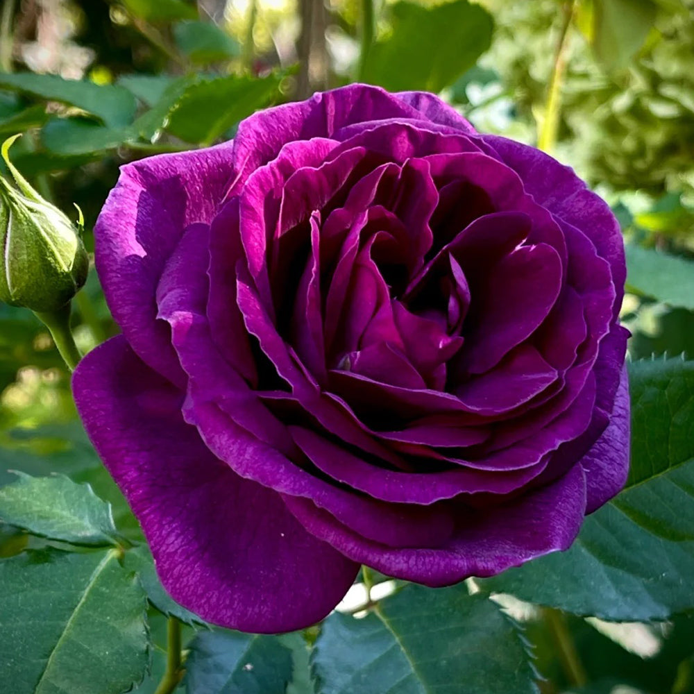 Minerva Belgian Garden Shrub Rose