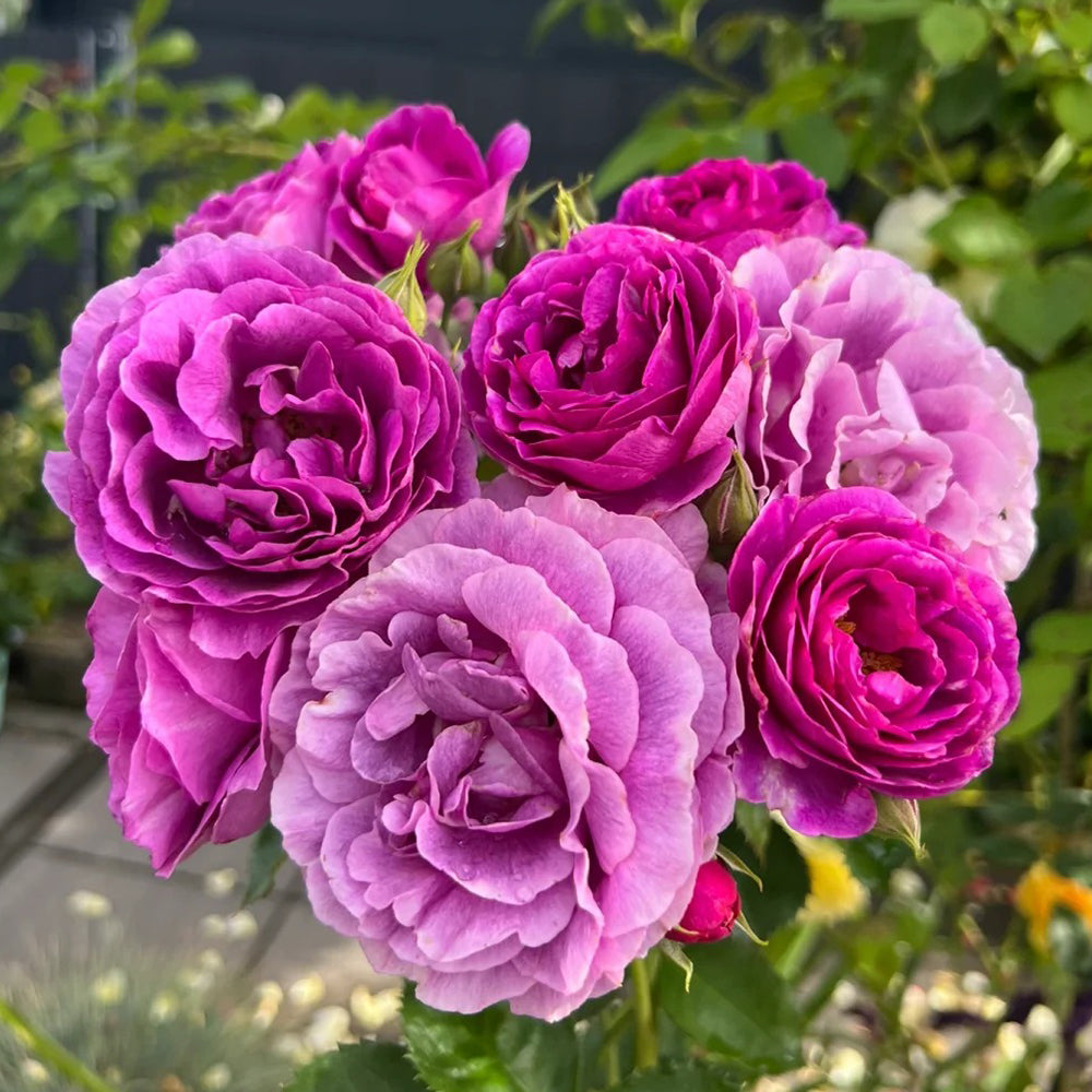 Minerva Belgian Garden Shrub Rose