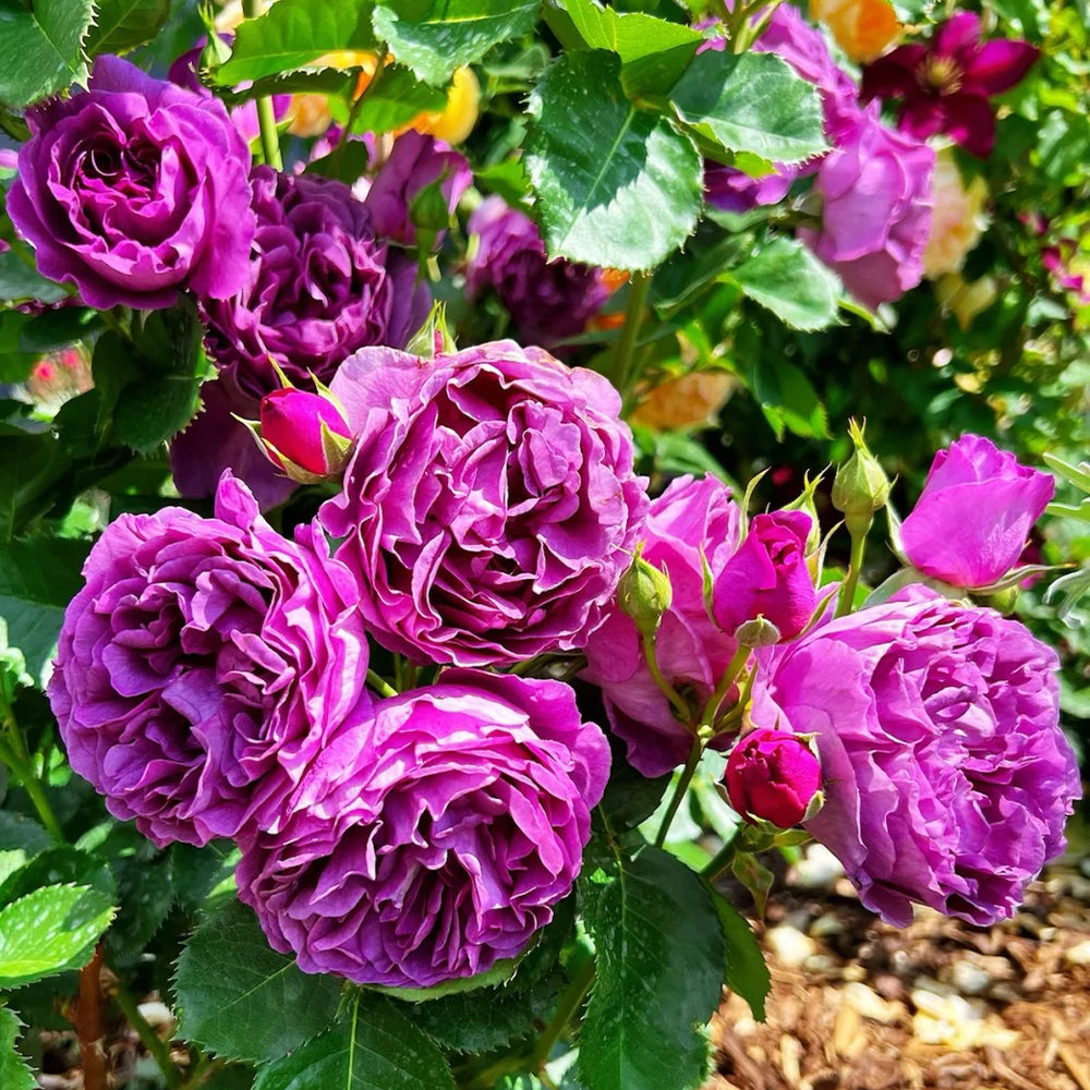 Minerva Belgian Garden Shrub Rose