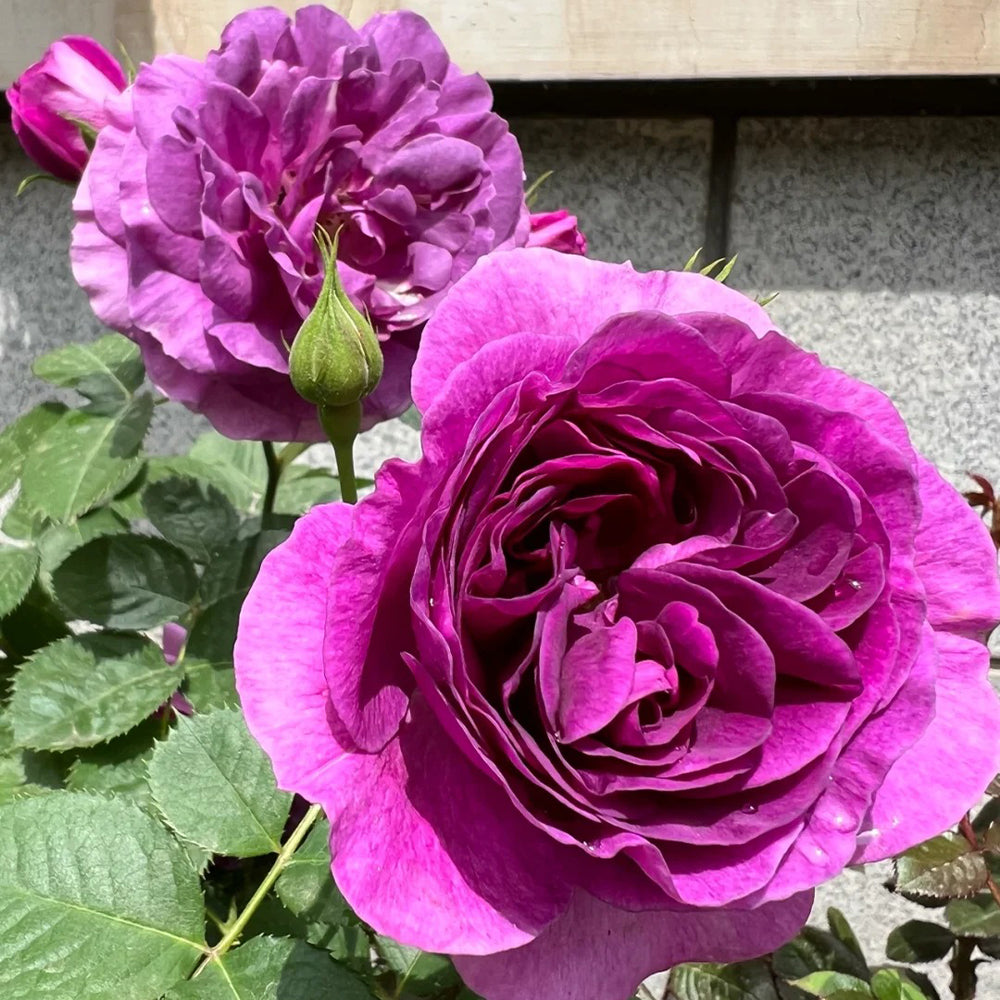 Minerva Belgian Garden Shrub Rose
