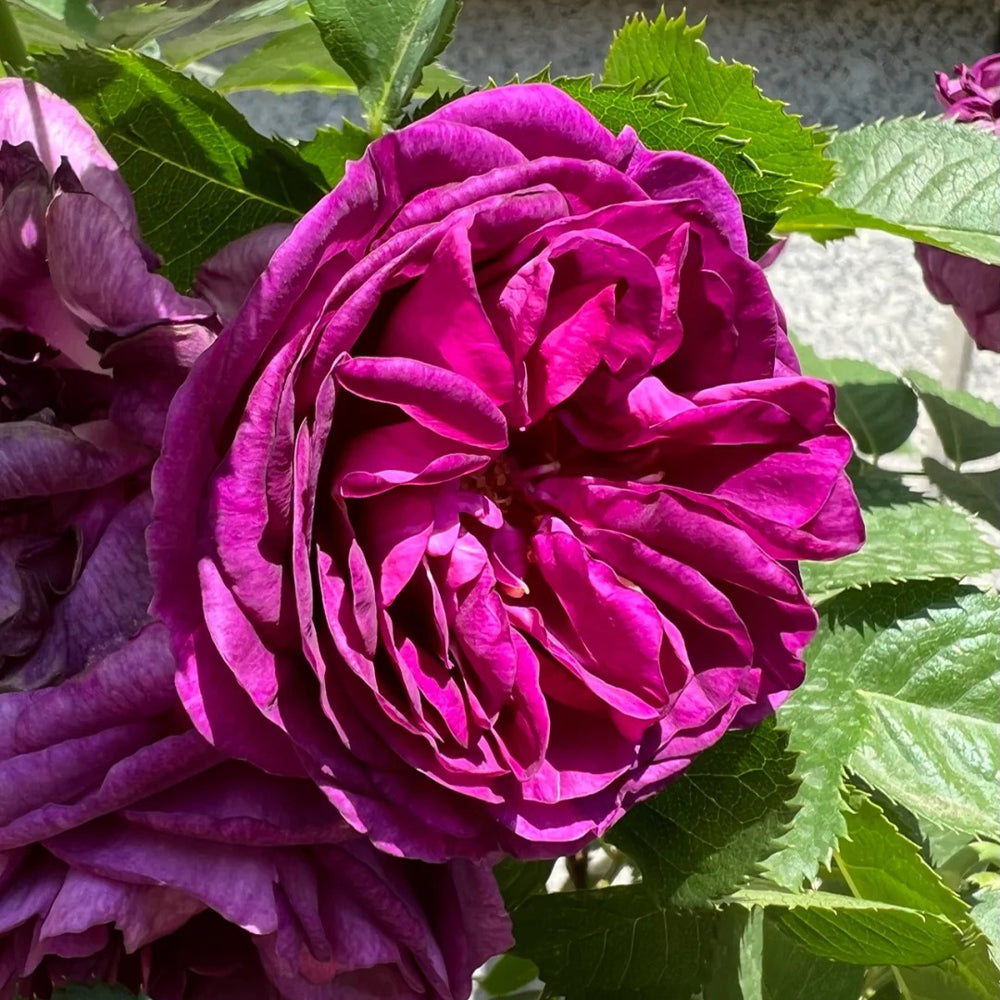 Minerva Belgian Garden Shrub Rose