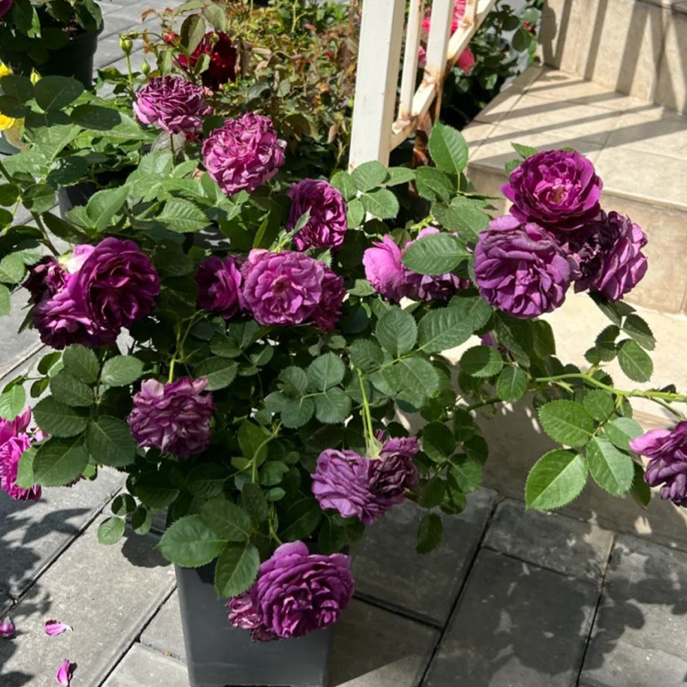 Minerva Belgian Garden Shrub Rose