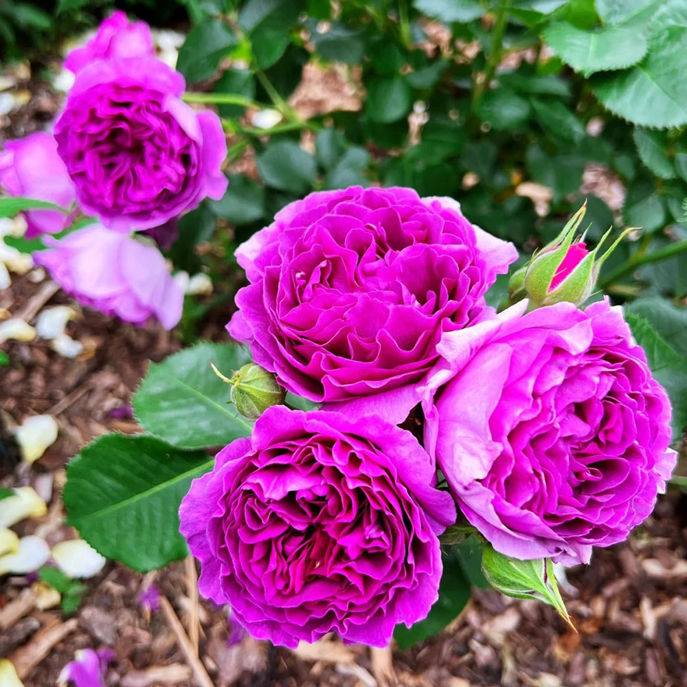 Minerva Belgian Garden Shrub Rose