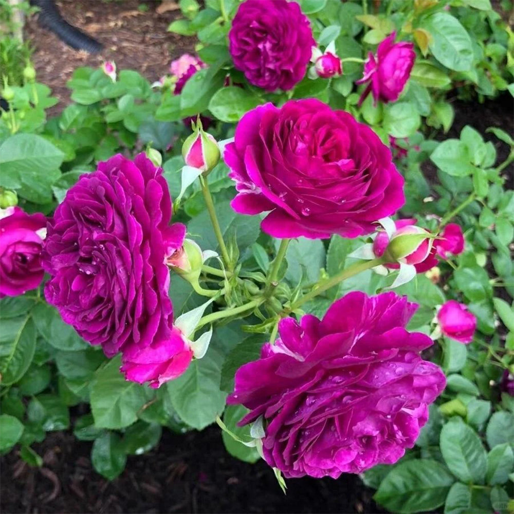 Minerva Belgian Garden Shrub Rose