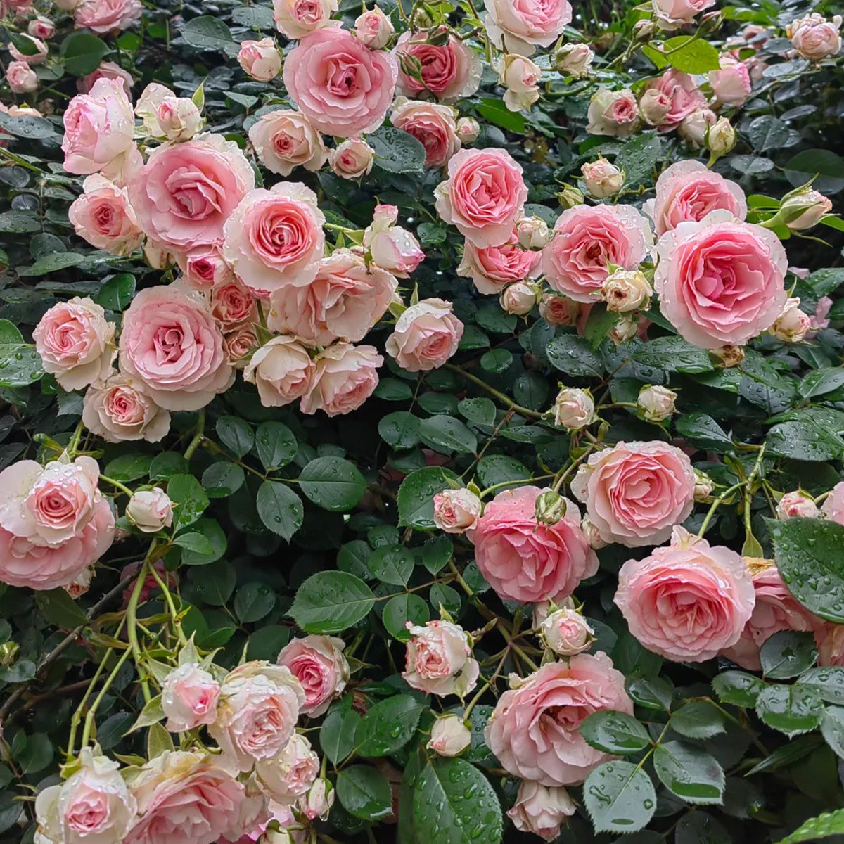 Mini Eden French Garden Climbing Rose