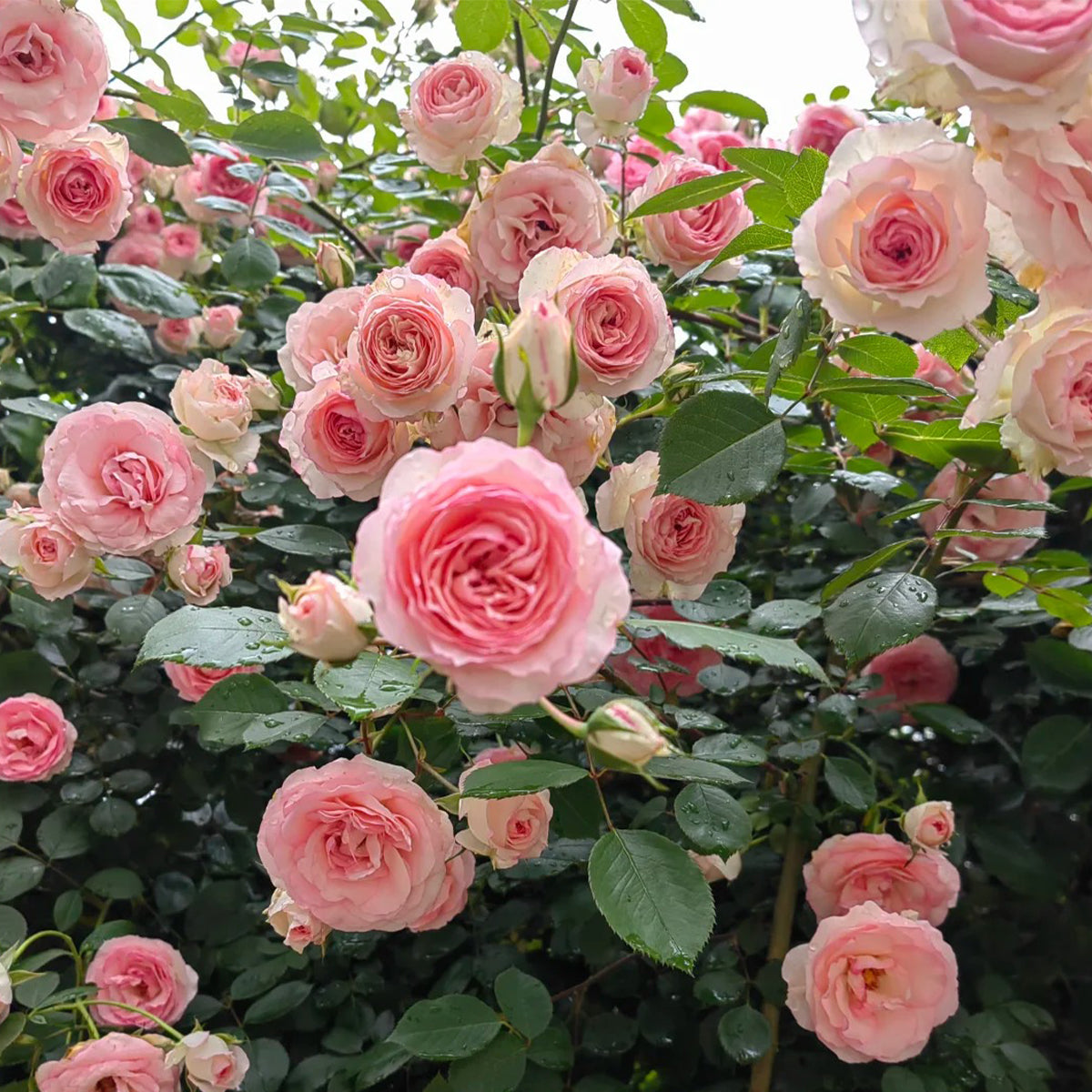 Mini Eden French Garden Climbing Rose