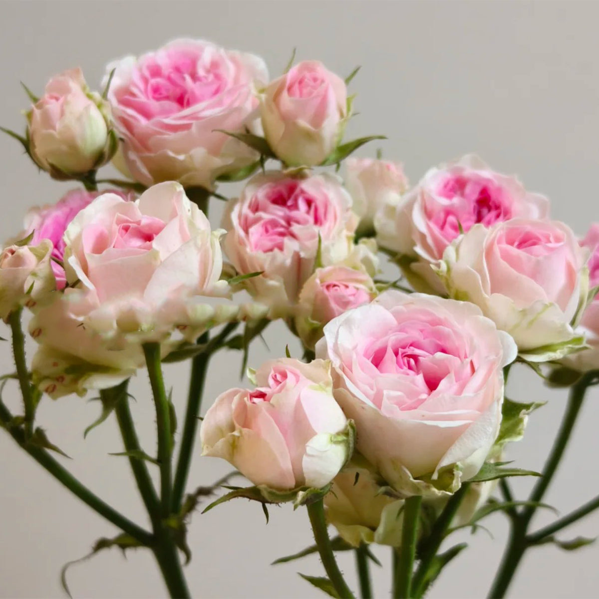 Mini Eden French Garden Climbing Rose