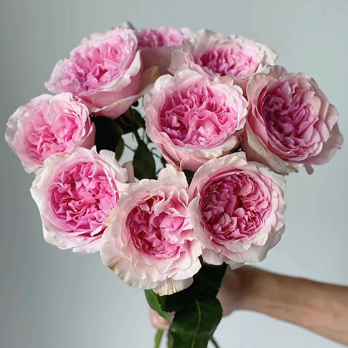 AUSimmon English Wedding Shrub Rose Bush | Highgarden Roses