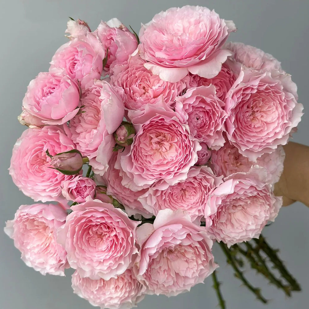 Misaki Nadeshiko Japanese Florist Shrub Rose For Sale – Highgarden