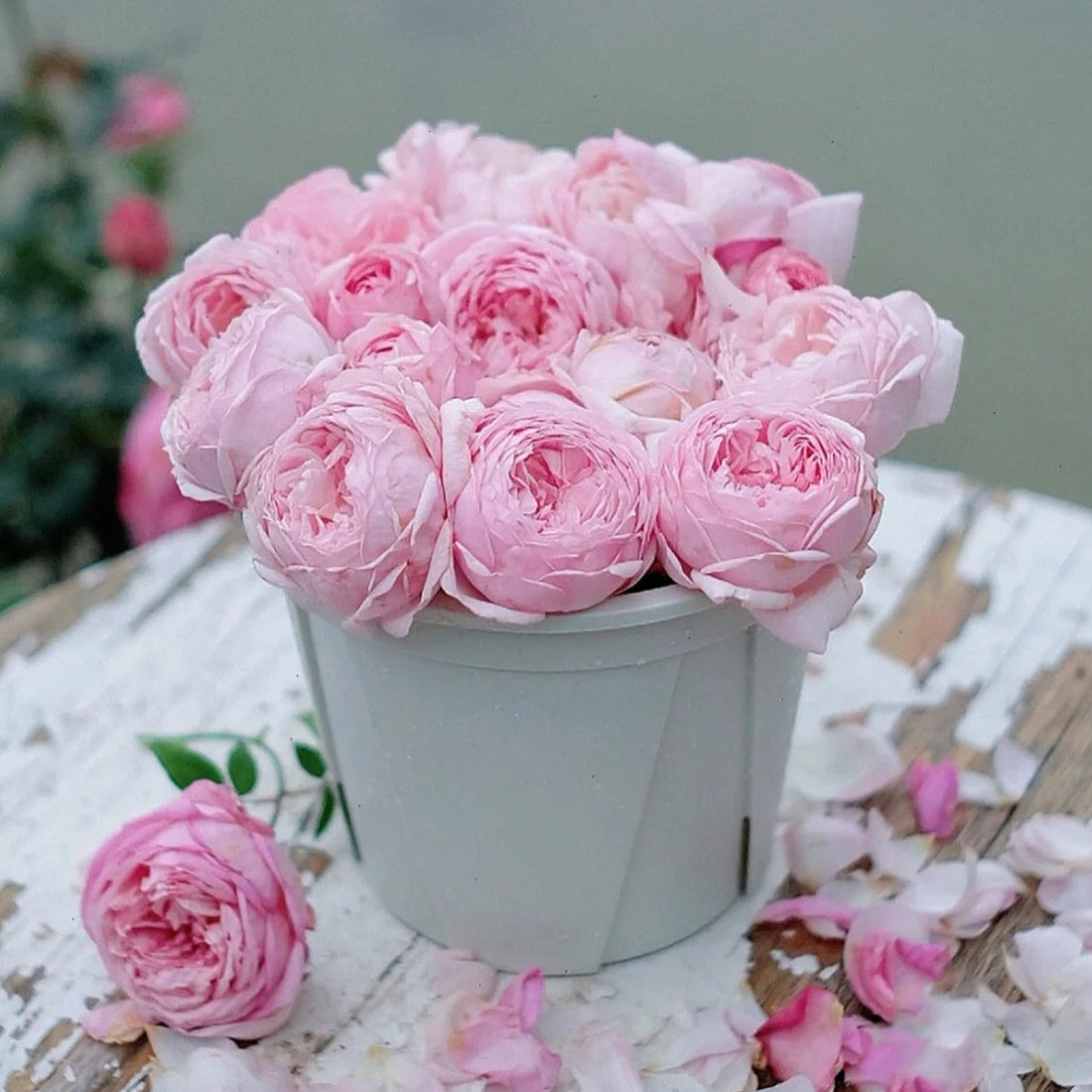 Misaki Japanese Florist Shrub Rose