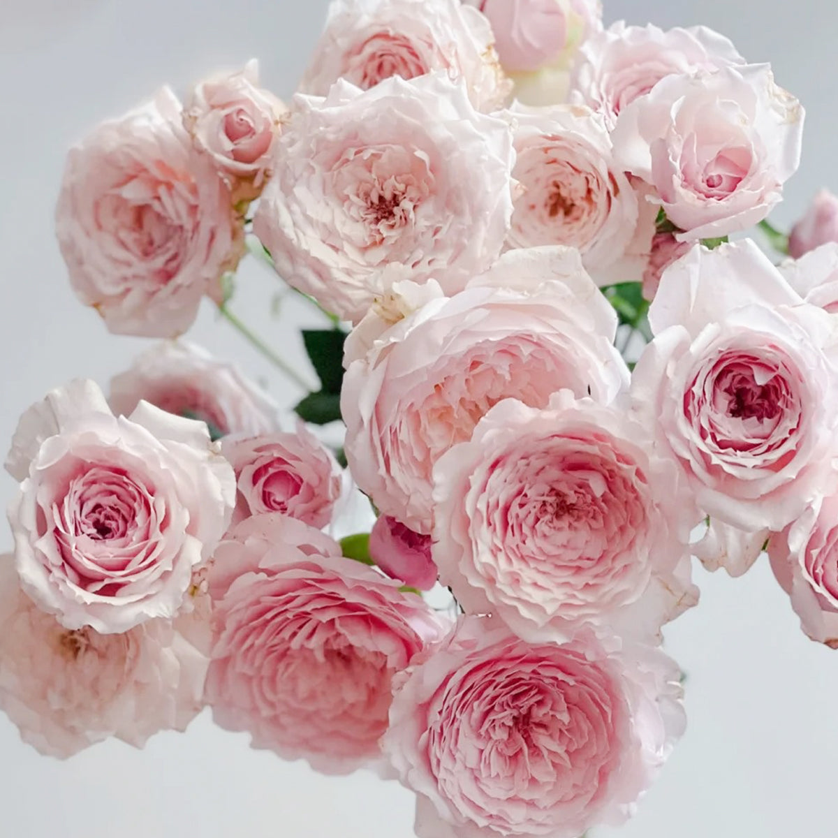 Misaki Japanese Florist Shrub Rose