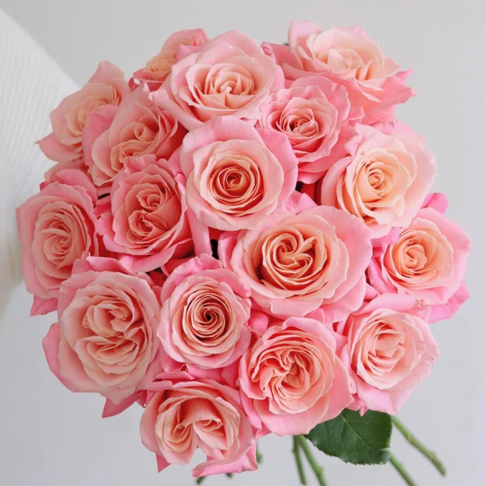 Misha&Puff ロンギース アンティークローズ 0-6m Miss Piggy Dutch Florist Shrub Rose – Highgarden Roses