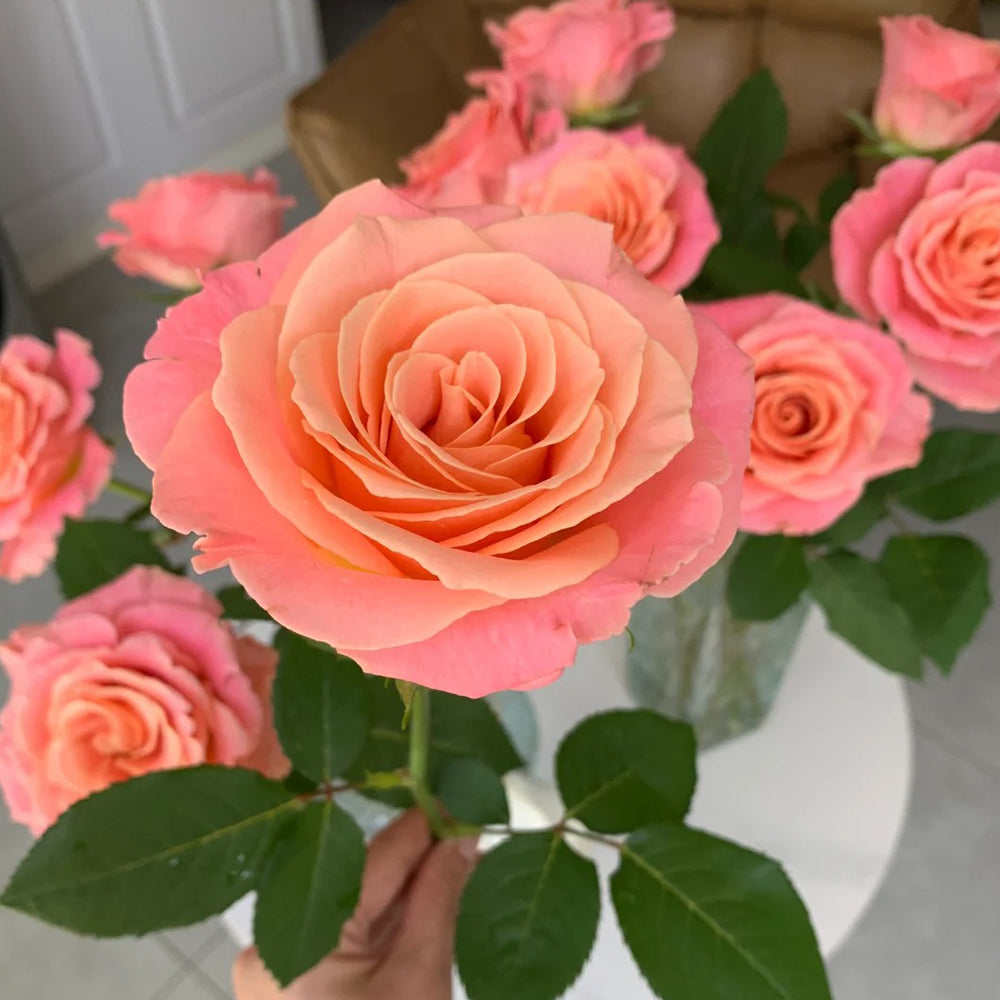 Miss Piggy Dutch Florist Shrub Rose