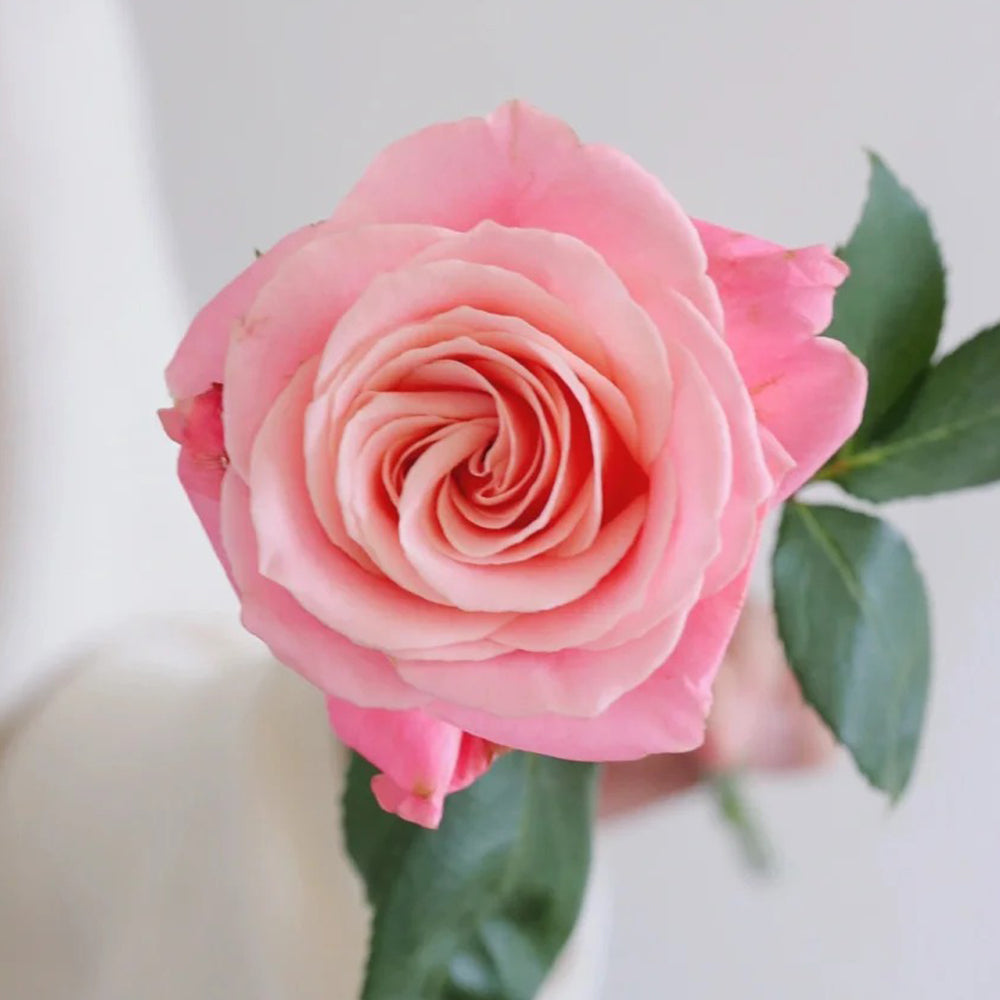 Miss Piggy Dutch Florist Shrub Rose