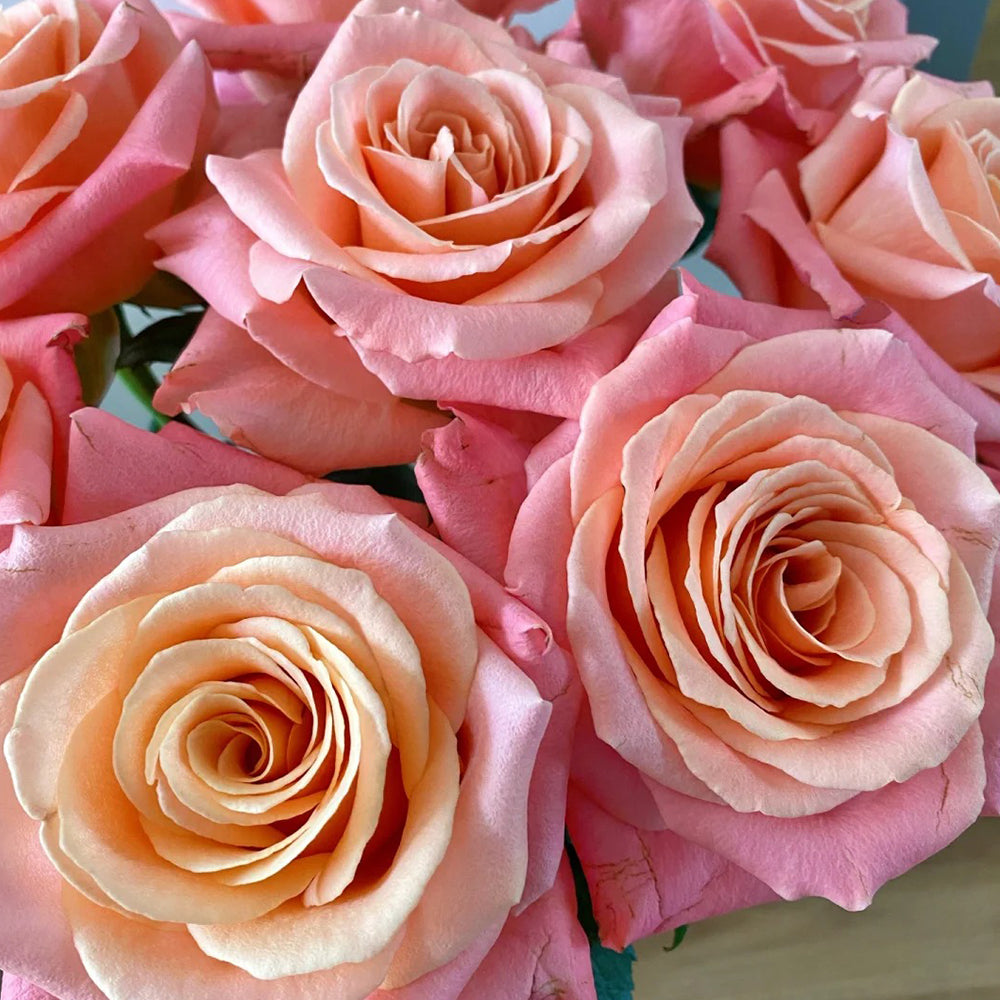 Miss Piggy Dutch Florist Shrub Rose