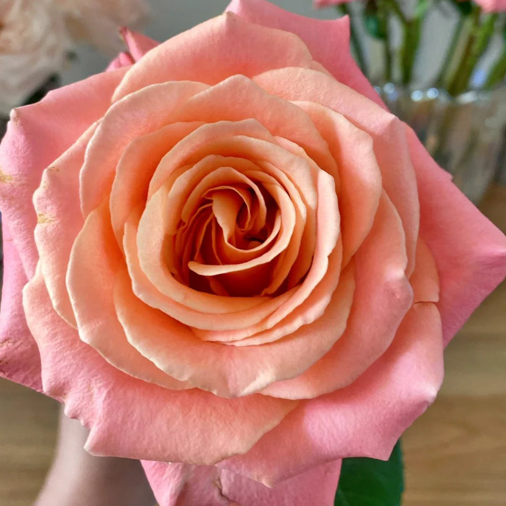 Miss Piggy Dutch Florist Shrub Rose